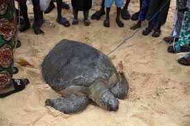 Nigeria’s Fight to Save Endangered Sea Turtles